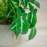 syngonium-wendlandii