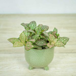 fittonia-pink-ruby-lime