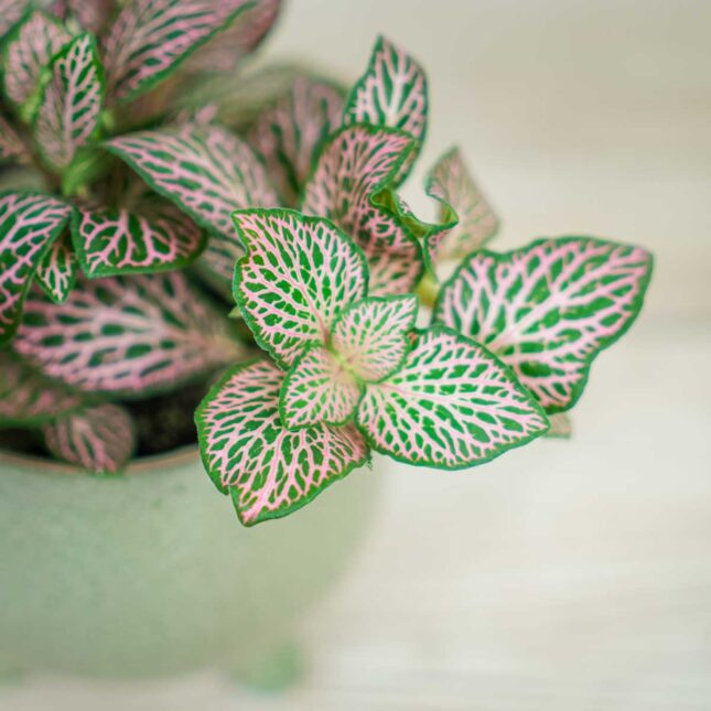 fittonia-pink-ruby-lime fittonia-pink-ruby-lime