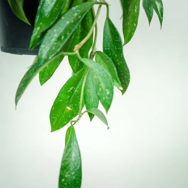Hoya-pubicalyx-splash-sadzonka Hoya-pubicalyx-splash-sadzonka