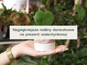 Roślina w kształcie serca idealna na prezent walentynkowy