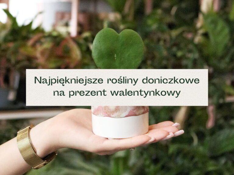 Roślina w kształcie serca idealna na prezent walentynkowy