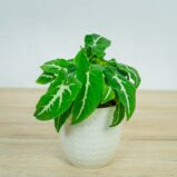 syngonium-wendlandii