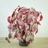 begonia-two-face