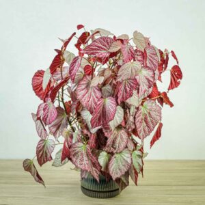 begonia-two-face