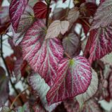 begonia-two-face