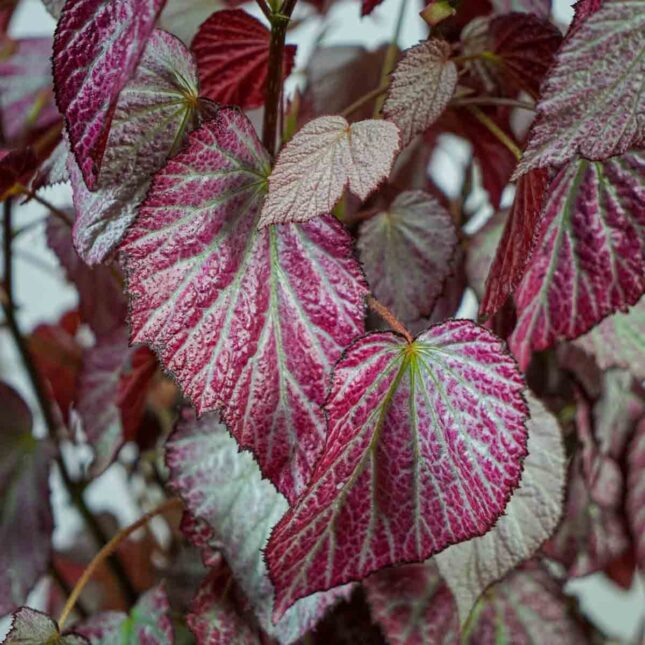 begonia-two-face begonia-two-face