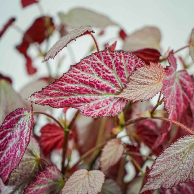 begonia-two-face begonia-two-face