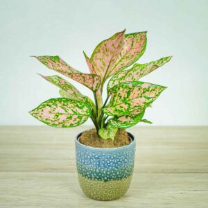 aglaonema-lady-valentine