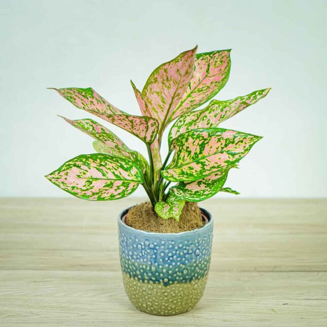 aglaonema-lady-valentine aglaonema-lady-valentine