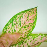 aglaonema-lady-valentine
