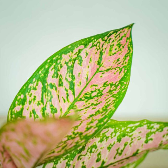 aglaonema-lady-valentine aglaonema-lady-valentine