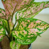 aglaonema-lady-valentine