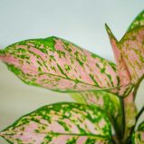 aglaonema-lady-valentine