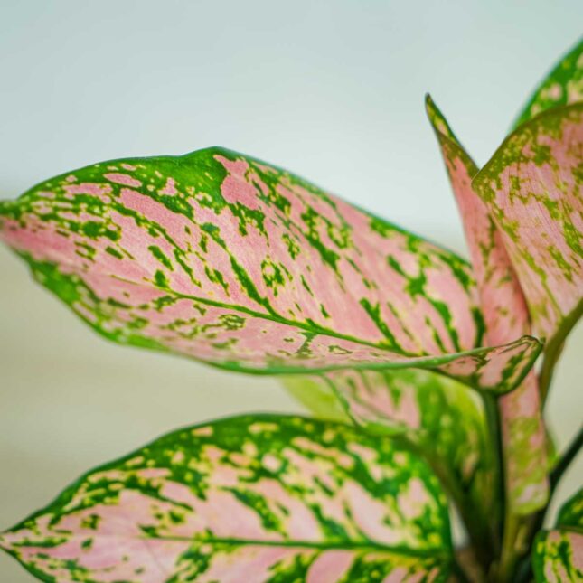aglaonema-lady-valentine aglaonema-lady-valentine