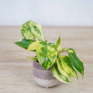 philodendron-burle-marx-variegata