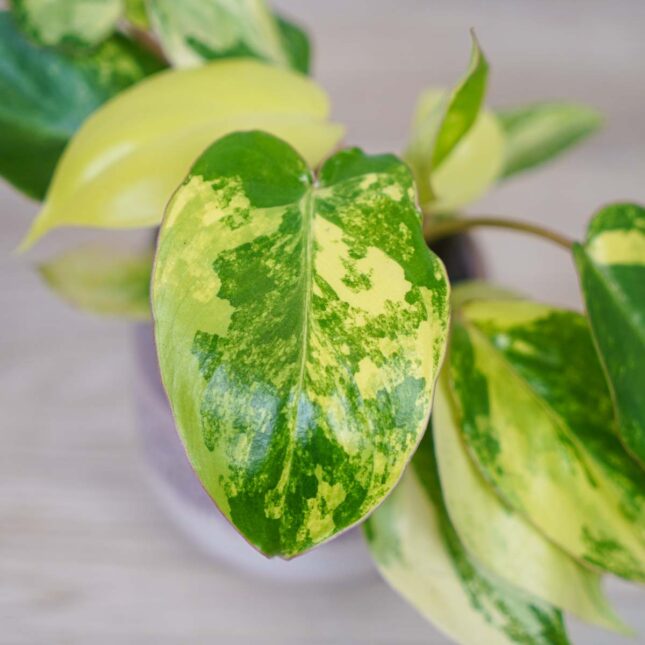 philodendron-burle-marx-variegata philodendron-burle-marx-variegata