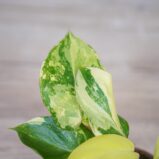 philodendron-burle-marx-variegata