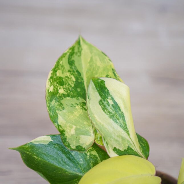 philodendron-burle-marx-variegata philodendron-burle-marx-variegata