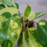 philodendron-burle-marx-variegata