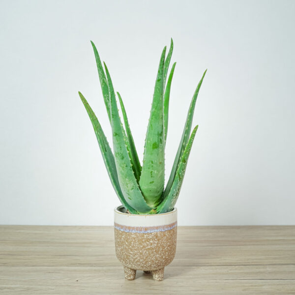 Aloes zwyczajny