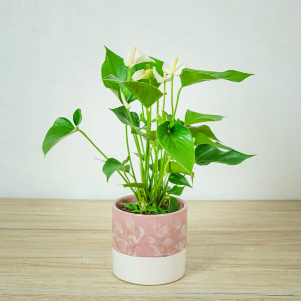 Anthurium white champion