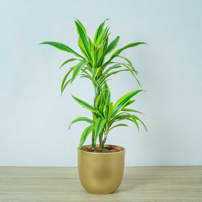 Dracena fragrans lemon lime