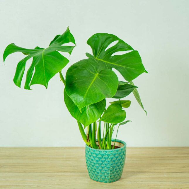 Monstera deliciosa