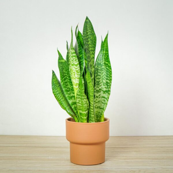 Sansevieria zeylanica