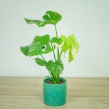 monstera-thai-constelation