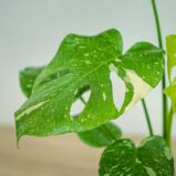 monstera-thai-constelation