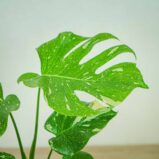 monstera-thai-constelation