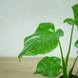 monstera-thai-constelation