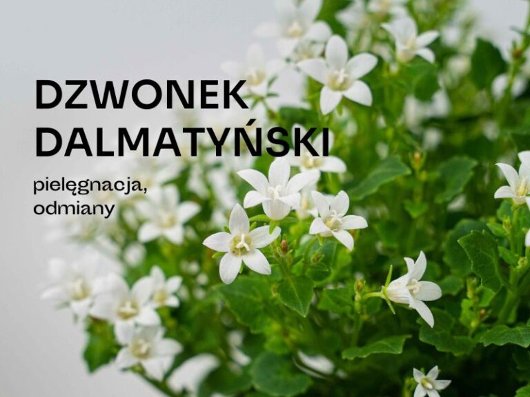 Bylina o białych kwiatkach
