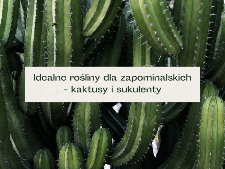 Kaktusy o soczyście zielonym kolorze