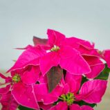 euphorbia-pink-gwiazda-betlejemska-rozowa