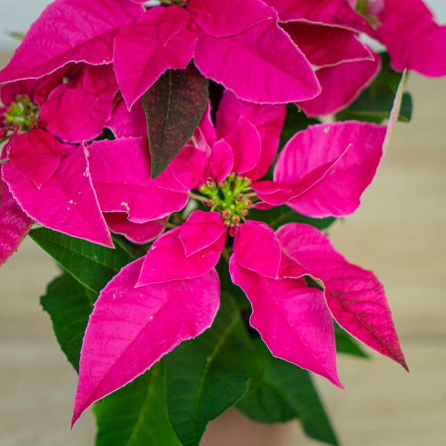 euphorbia-pink-gwiazda-betlejemska-rozowa euphorbia-pink-gwiazda-betlejemska-rozowa