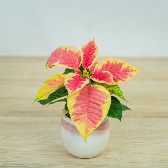Poinsecja-gwiazda-betlejemska-marble-baby-euphorbia-pulcherrima Poinsecja-gwiazda-betlejemska-marble-baby-euphorbia-pulcherrima