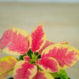 Poinsecja-gwiazda-betlejemska-marble-baby-euphorbia-pulcherrima
