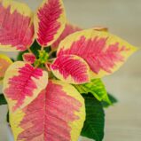 Poinsecja-gwiazda-betlejemska-marble-baby-euphorbia-pulcherrima