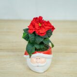 Poinsecja-gwiazda-betlejemska-winter-baby-euphorbia-pulcherrima