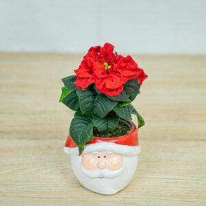 Poinsecja-gwiazda-betlejemska-winter-baby-euphorbia-pulcherrima