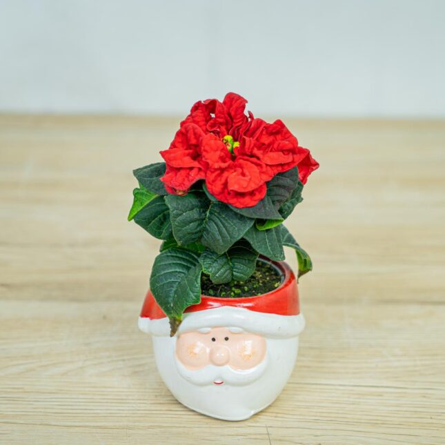 Poinsecja-gwiazda-betlejemska-winter-baby-euphorbia-pulcherrima Poinsecja-gwiazda-betlejemska-winter-baby-euphorbia-pulcherrima