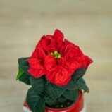 Poinsecja-gwiazda-betlejemska-winter-baby-euphorbia-pulcherrima