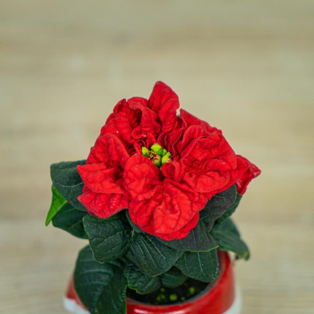 Poinsecja-gwiazda-betlejemska-winter-baby-euphorbia-pulcherrima Poinsecja-gwiazda-betlejemska-winter-baby-euphorbia-pulcherrima