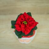 Poinsecja-gwiazda-betlejemska-winter-baby-euphorbia-pulcherrima