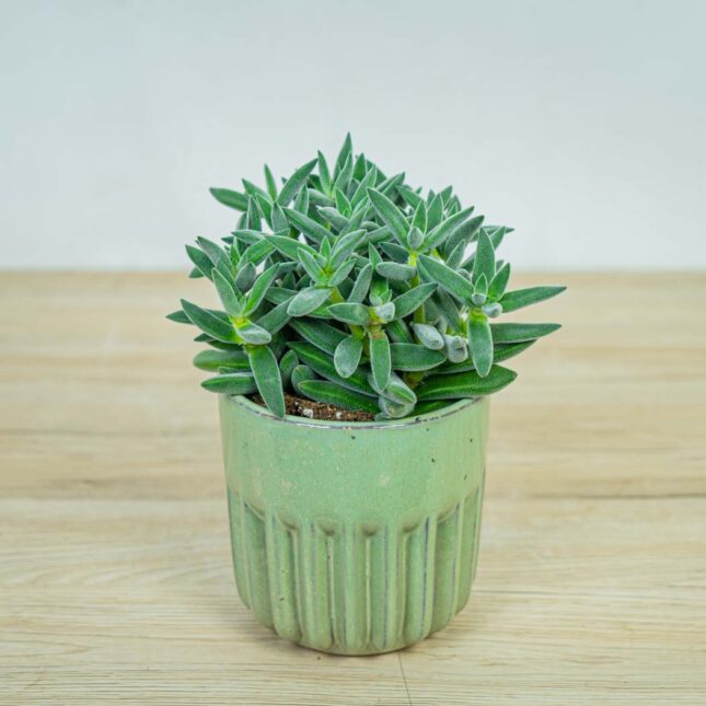 crassula-tarantula crassula-tarantula