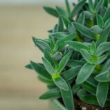 crassula-tarantula