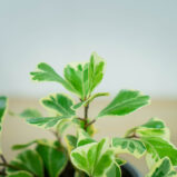 fikus-triangularis-sweetheart-ficus