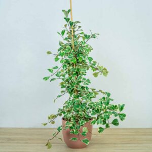 fikus-triangularis-sweetheart-ficus